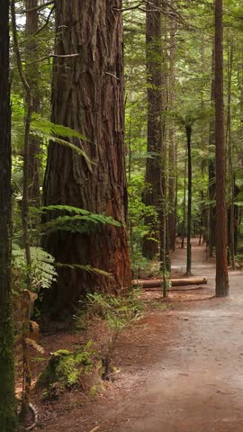 Walk through Redwood Forest near Rotorua with giant Sequoia trees and silver ferns on vertical view, New Zealand