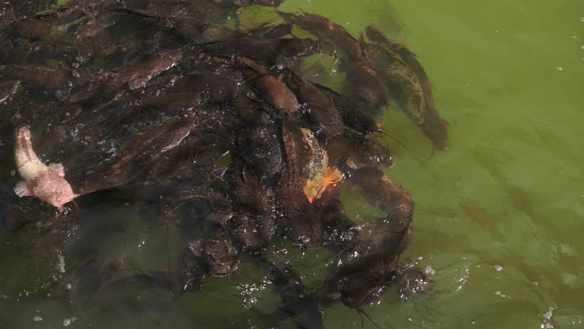 Feeding Frenzy Among Dark Catfish School, Chaotic Surface Splashes And Visible Bubbles As Fish Jostle For Food, Occasional Orange Koi Flash Amidst Crowd, High Energy Pond Scene