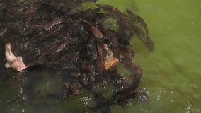 Feeding Frenzy Among Dark Catfish School, Chaotic Surface Splashes And Visible Bubbles As Fish Jostle For Food, Occasional Orange Koi Flash Amidst Crowd, High Energy Pond Scene - Powered by Shutterstock - Get 15% off with code: PIKWIZARD15