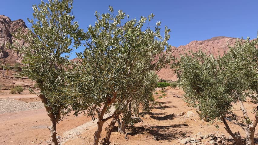 Panoramic view of olive trees plantation in arid desert mountain farm