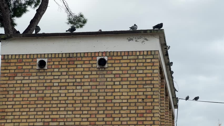 A group of birds perched silently on the ledge or wall of a building, observing the urban surroundings
