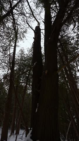 Winter Snowy Forest in Greenwood Conservation Area, Ajax, Ontario. Vertical Low Angle Panning Tilt Up Shot.