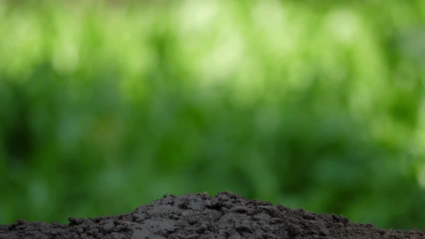 farmers hands plant soil with a plant. ecology, agriculture and gardening concept. Man holds green plant in his hands, top view. Caring for environment.