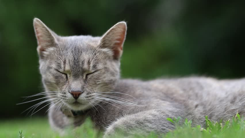 Beautiful grey cat in green summer grass