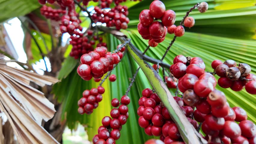 Follow Shot of Red Palm Fruit Bunch