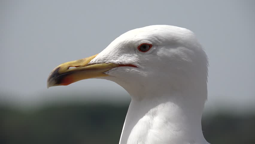 4K Seagull on Beach Closeup Macro, Head, Eyes of Seabird Close Up View