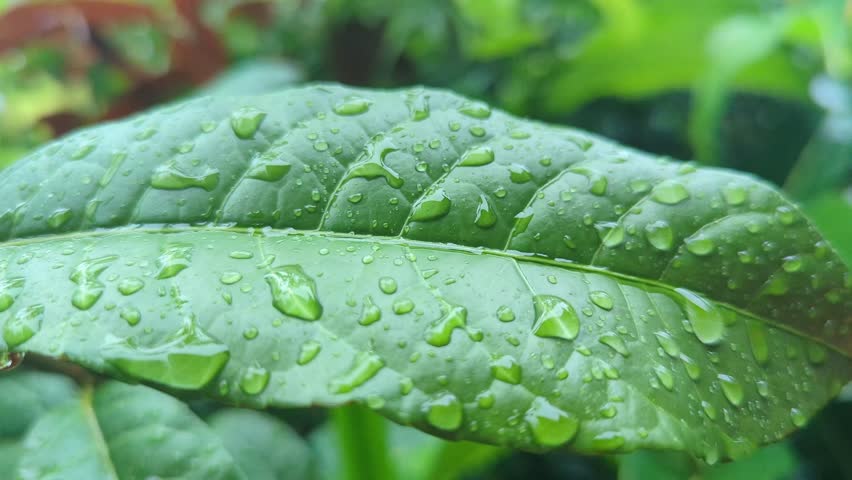 Beautiful between green leaves after rain. various kinds of flowers and the beauty of green fields, Nature background close up.