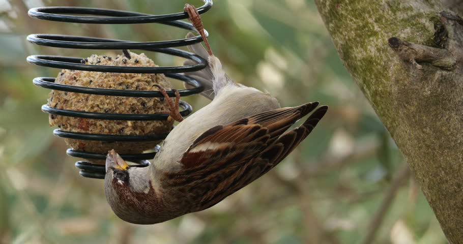 Male House sparrow feeding on a birdfeeder