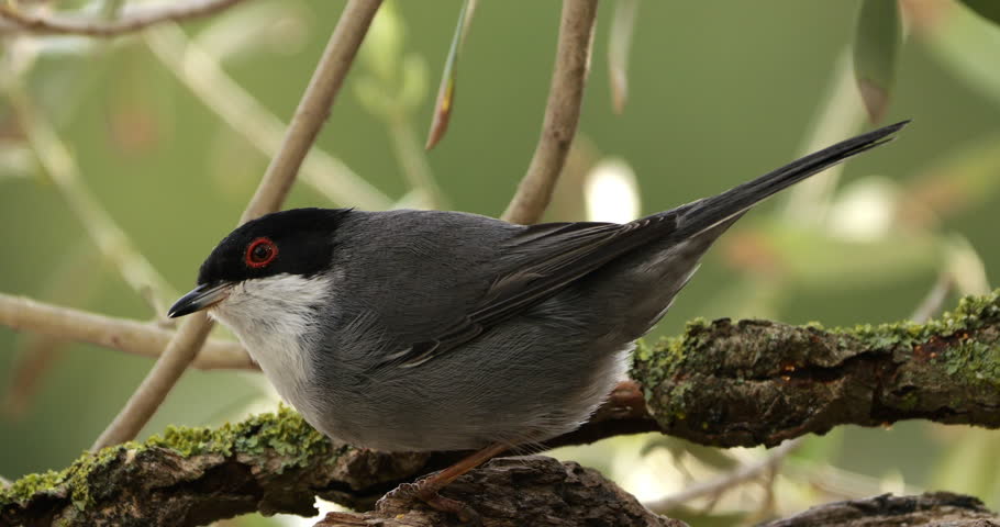 Sardinian warbler ( Curruca melanocephala ). Male adult feeding on a piece of wood. Southern France