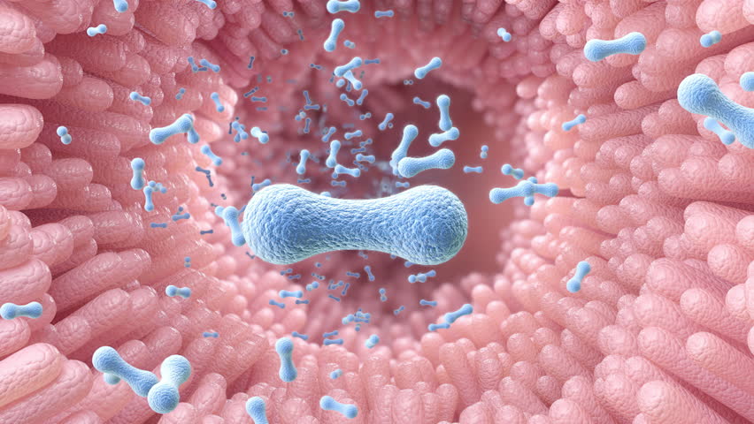 3d animation of probiotic microorganisms traveling in the digestive system for immune support and detox.