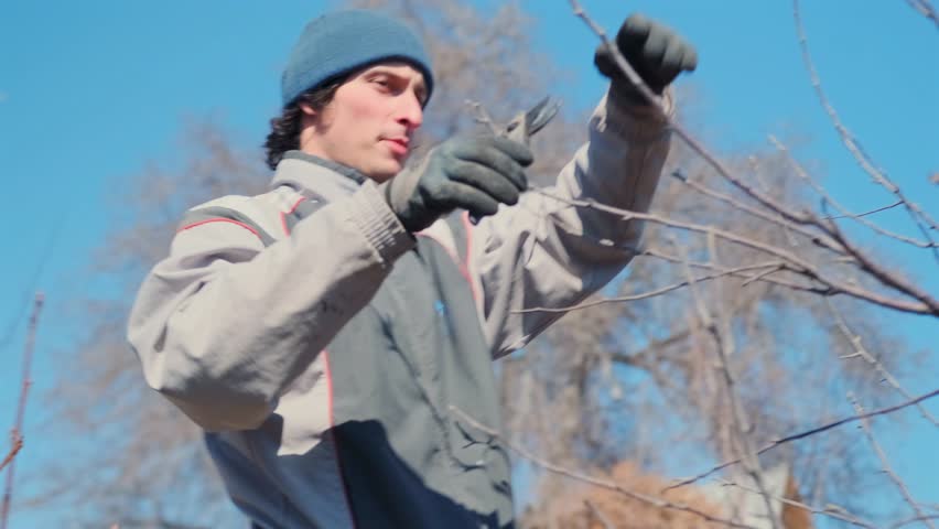 Instructor pruning branches, Man carefully trimming winter trees, Worker cutting tree branches with precision, Man in protective gear methodically using pruners to trim tree branches during winter