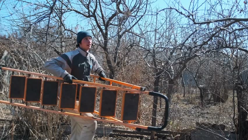 Farmer with tools, Male gardener in winter gear, Man tending orchard with ladder and coat, Male gardener in winter attire carefully balancing on ladder among bare branches near rustic fencing