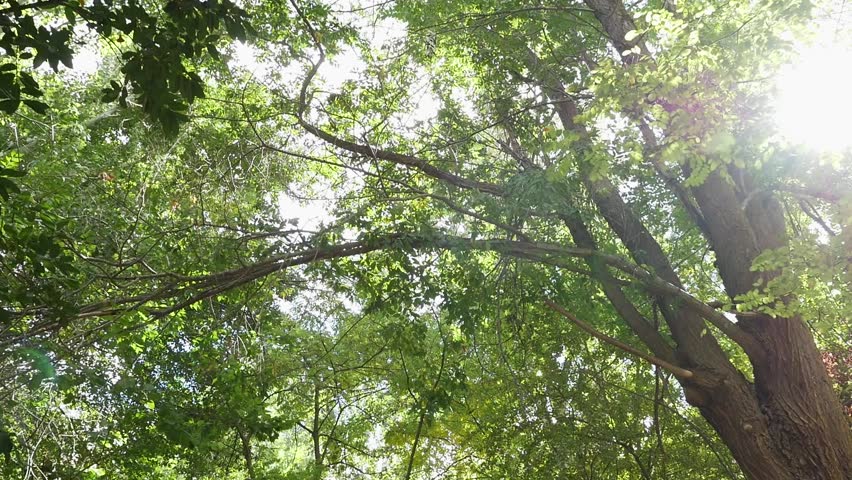 Travelling through a botanical garden path with vibrant green and red leaves. Natural light filters through the trees. Concept of seasonal change, nature conservation, and peaceful outdoor walks.