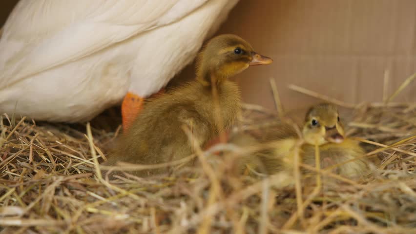 Several fluffy yellow goslings huddle together in a bed of hay beneath the legs of an adult goose. The young birds look around while resting in the nest.