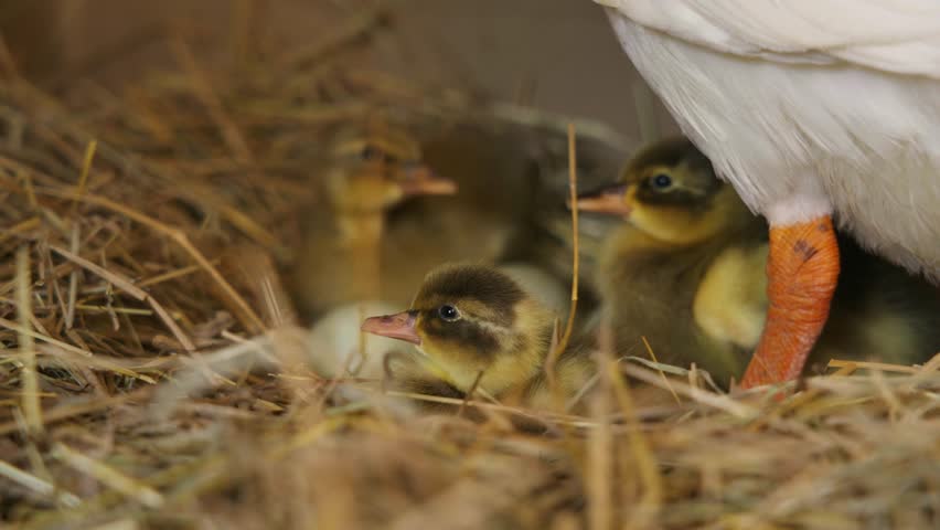 Several small ducklings resting closely together in a bed of straw under the protective presence of an adult white duck. Close framing captures the texture of the hay and the birds.