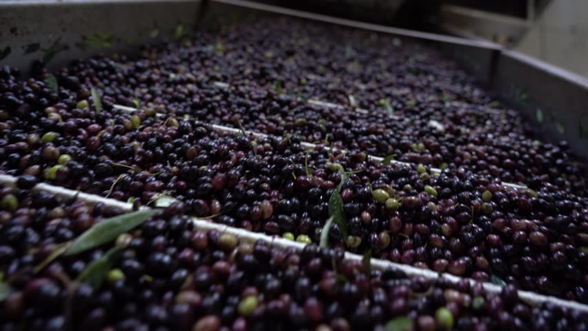 Inside an olive oil factory, machinery lifts olives on a conveyor belt. Olives in dark purple and green move upward for processing in a modern industrial setting