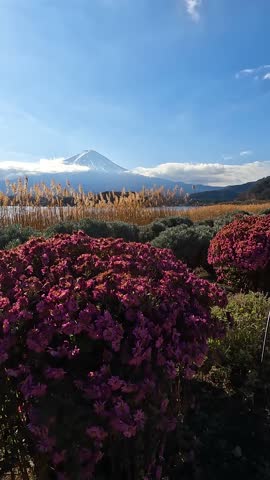 Landscape oishi park is park on Lake Kawaguchiko with Mt. Fuji views located on the northern shores of Lake Kawaguchiko is a premier spot for panoramic views of Mount Fuji paire,d with seasonal flowers in Fujikawaguchiko  Yamanashi Japan - Track and Move Left  Footage Nature Landmark 