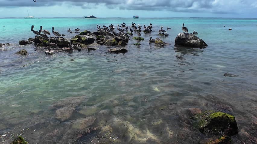 Large group of brown pelicans gathered on a rocky reef in Los Roques Archipelago National Park, Venezuela, surrounded by turquoise Caribbean waters on a cloudy day.