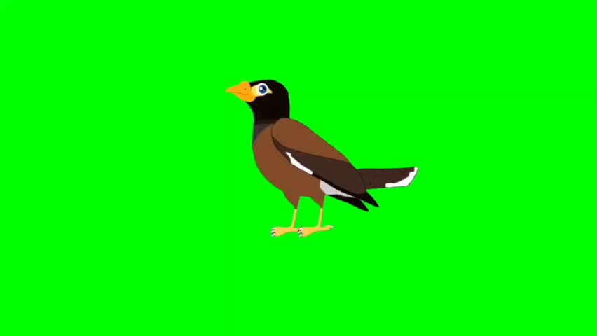 Bird green screen video, Bird walking character. Animal walker character. Walking cartoon character with green screen video animation with chroma key.