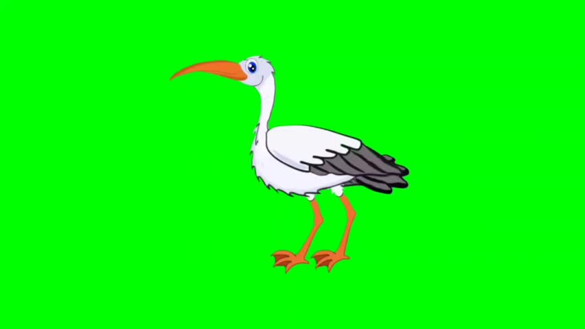 illustration of a white crane, crane on a branch. Stork walking character. Bird walker character. Walking cartoon character with green screen video animation with chroma key. Crane green screen video.