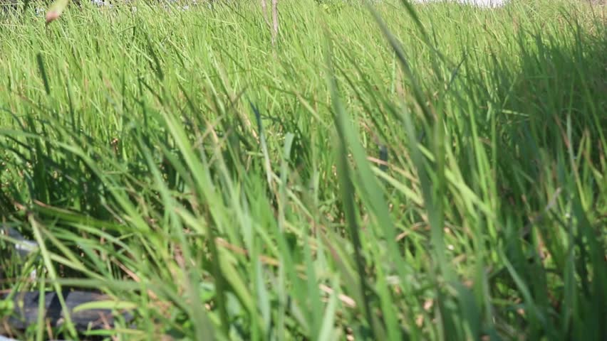 Green grass blades in a meadow softly blown by the morning wind conveying freshness, calm, and natural texture.