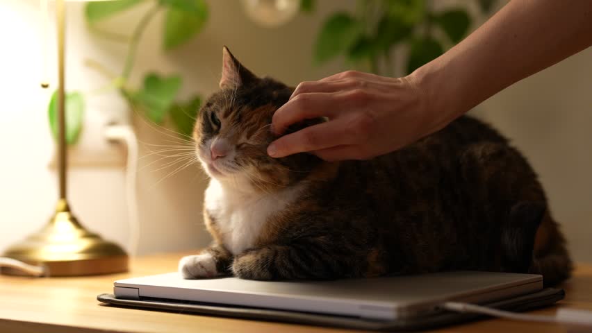 Cute fluffy cat lying on closed laptop on table, enjoying gentle scratches and yawning in contentment. Calico domestic cat rest on desk closed eyes from pleasure while being softly stroked by owner.