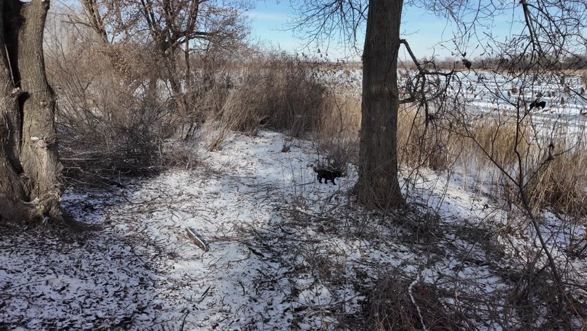 Serene winter pine forest with tall snow-laden evergreen trees, winding snowy paths, frosted branches, fallen bushes, and macro details of ice-covered pine needles. Tranquil snowy woodland.
