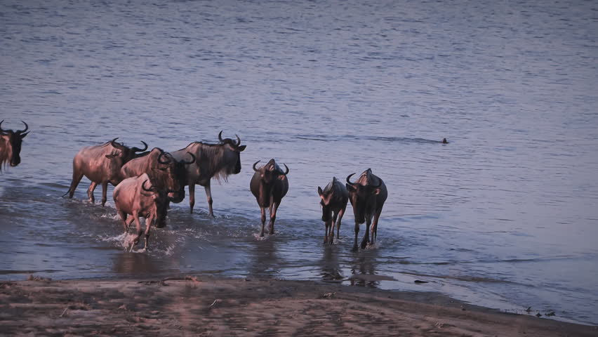 Large herd of wildebeest safely reaching the far riverbank after an intense Great Migration crossing in Serengeti National Park, Africa showcasing dramatic wildlife survival and a triumph scene.