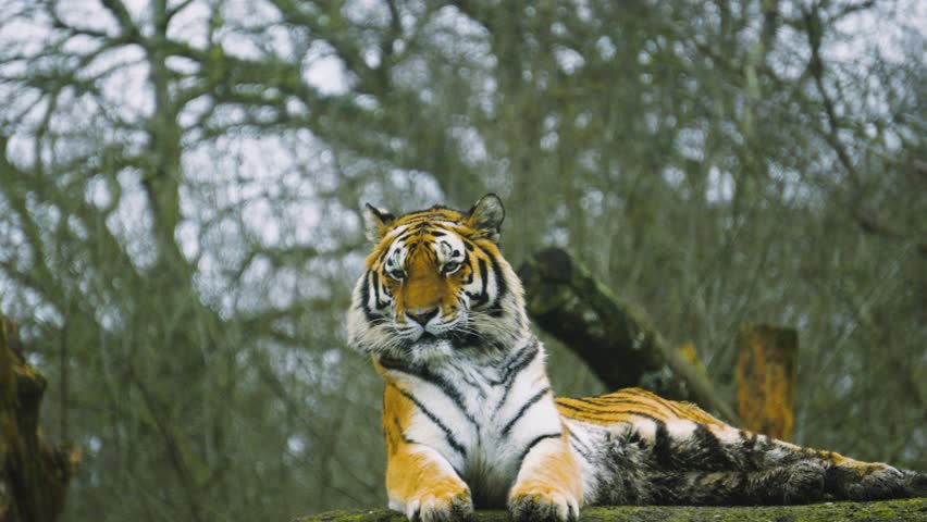 Majestic Tiger resting observing surroundings with distinctive black stripes and orange fur. Perfect for nature documentaries, safari travel content, and educational videos.