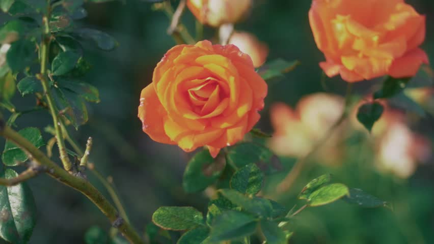 Close-up of an orange rose moving gently in the wind