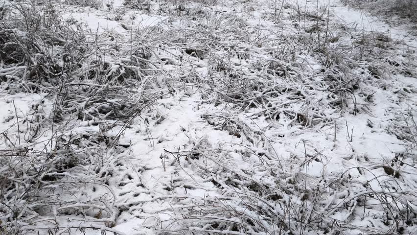 Serene winter pine forest with tall snow-laden evergreen trees, winding snowy paths, frosted branches, fallen bushes, and macro details of ice-covered pine needles. Tranquil snowy woodland.