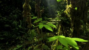 Camera pans to reveal rustic log footpath winding past moss-draped trees and tiered waterfall deep in Mindo cloud forest jungle, Ecuador - Powered by Shutterstock - Get 15% off with code: PIKWIZARD15