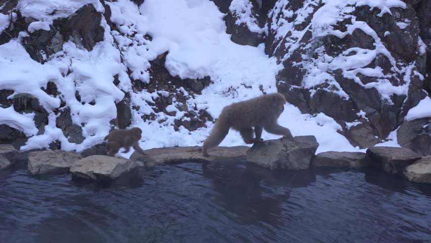 Snow Monkeys of Japan bathing in natural hot springs during winter at the Jigokudani Park.