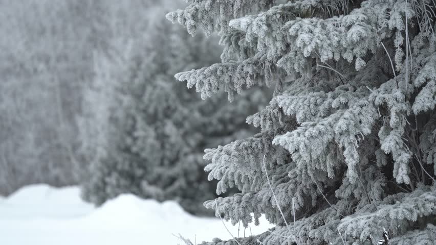 Camera pan up of a hoar frost covered evergreen tree