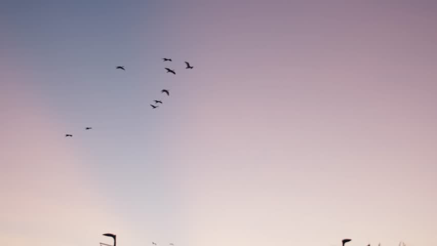 A flock of Ibis flying over the city at dusk in a V formation with the purple and orange sunset colours in the sky in the background.