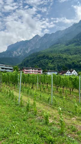 Vineyards in Liechtenstein overlooking the castle. The residence of the Prince of Liechtenstein in Vaduz. Vineyards stretch along a gravel path bordered by lush green foliage and red flowers. In the distance, a castle sits atop a hill, surrounded by dense forests and the mountainous backdrop of Vaduz, Liechtenstein. The sky is overcast, adding a subdued atmosphere to the verdant landscape. A crane is visible to the right, indicating construction nearby. The scene encapsulates the serene blend of nature and architecture in this region.