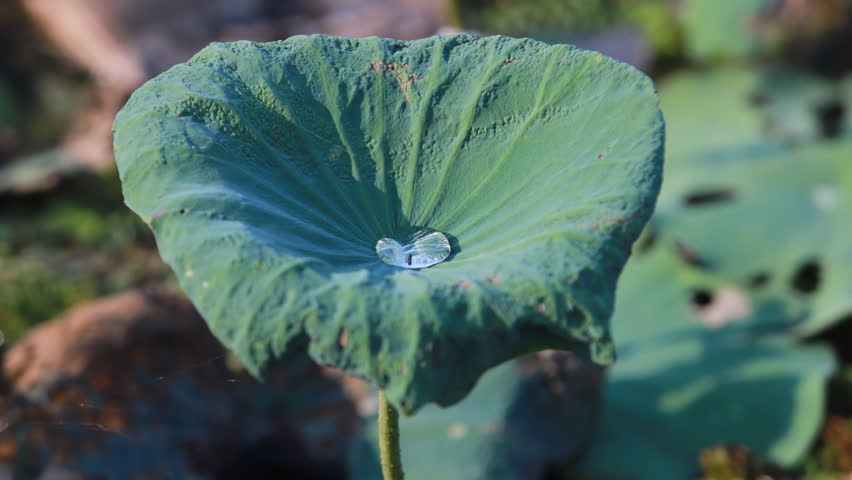 timelapse of  stunning close-up view of a vibrant green lotus leaf featuring a crystal-clear water droplet resting on its surface, showcasing nature