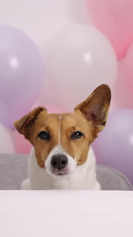 Close up cute dog licking face birthday balloons. Jack Russell Terrier bday party vertical video. Happy domestic animal celebrating festive atmosphere pink balloons