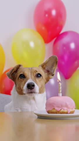 Vertical video dog birthday celebration licking nose festive donut candle. Jack Russell Terrier bday party colorful balloons background. Cute pet portrait lit candle indoor party decoration view.