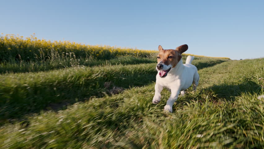 Small dog walking grass field sunset light scenery. Golden sun flares summer meadow background. Jack Russell Terrier puppy nature trip. Domestic animal outdoor leisure lifestyle view
