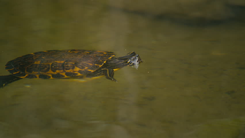 Colorful, patterned freshwater turtle resting at the calm pond surface, captured in close-up as it gently floats in golden, reflective water.