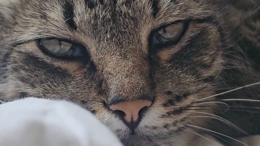 Close-Up of Relaxed Cat Face Resting.