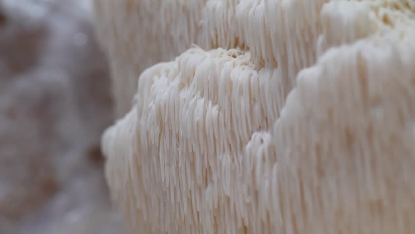 Lions Mane mushroom develops from a substrate block, revealing intricate white spines and a textured surface in a close-up view