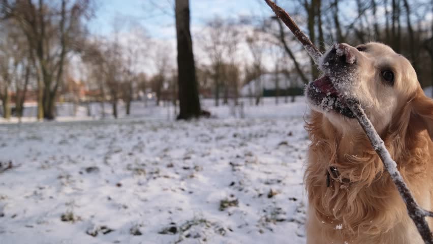 Golden Retriever Dog Chewing Stick In Winter Park