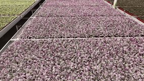 Aerial Drone Footage of Commercial Greenhouses in Winter - Ontario, Canada Agriculture and Farming Industry - Powered by Shutterstock - Get 15% off with code: PIKWIZARD15