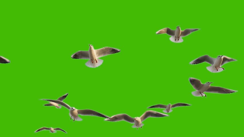 flying seagulls on a green screen