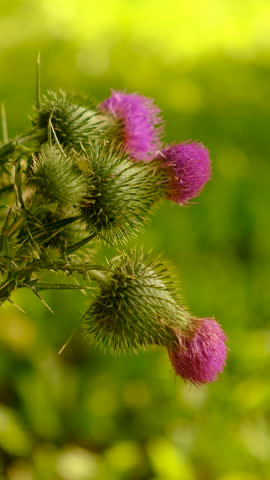 Milk thistle supplements in nature. Selective focus.
