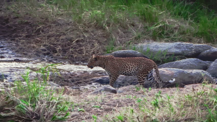 Lone mature leopard emerging from brush after a massive river crossing, during the Great Migration period, in Serengeti National Park, stalking vulnerable wildebeest in dramatic African wildlife scene