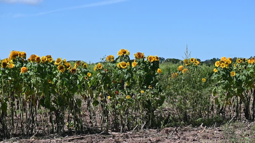 A row of Sunflowers soaking in the sun in a farm field on a very windy blue sky autumn day.
