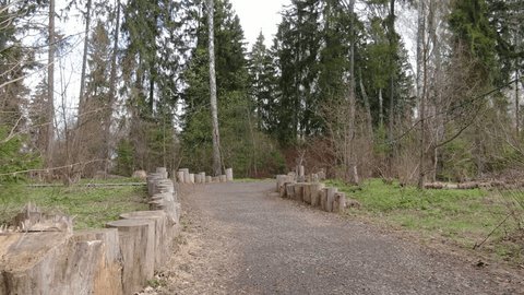Low Drone Flight along Forest Trail